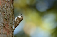 Soupalek dlouhoprsty - Certhia familiaris - Eurasian Treecreeper 0791